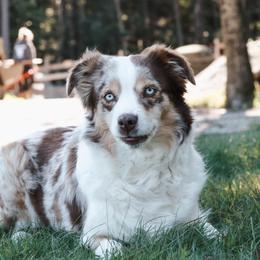 Rosie - Miniature Australian Shepherd