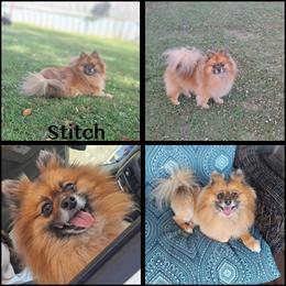 Boy 1 - Red sable male Pomeranian puppy in Oologah, Oklahoma from GG's Pomeranians