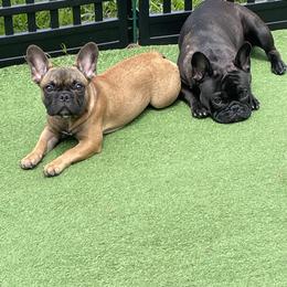 French Bulldog Puppies from Peaceful Prayers French Bulldogs