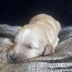 Puppy 3 - Cream female Whoodle puppy in Corinth, Maine from Whoodles of Maine