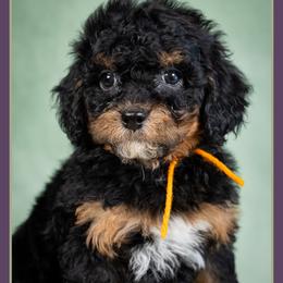 Chuckie - Black and tan male Cockapoo puppy in Connersville, Indiana from Deaz Doodle Ranch