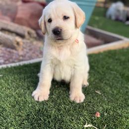 Orange - Yellow male Labrador Retriever puppy in Paulden, Arizona from Carefree Samoyeds & Deserthills Labradors