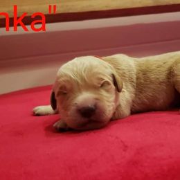 Tonka - Golden Retriever puppy in Arlington, Washington from Nagel Farm's