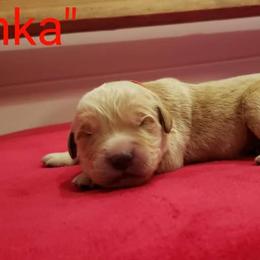 Tonka - Golden Retriever puppy in Arlington, Washington from Nagel Farm's
