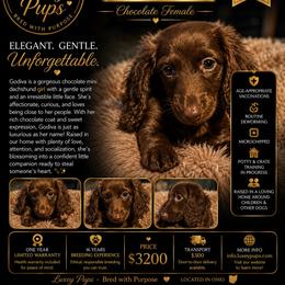 Godiva - Chocolate female Dachshund puppy in Dayton, Ohio from LUXEYPUPS