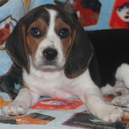 Nevada Champion dad Quincey - Black white and tan male Beagle puppy in Spring Creek, Nevada from Badland Kennel