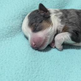 Aussiedoodles from Diamond H Puppies