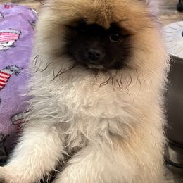 Pomeranian All Grown Up from Poms Of Kolour
