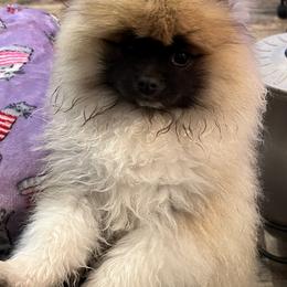 Pomeranian All Grown Up from Poms Of Kolour