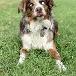 Roscoe - Australian Shepherd