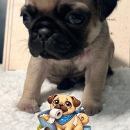 Bernard - Fawn male Pug puppy in Martville, New York from Hug a Pug LLC