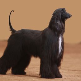 Nina - Afghan Hound