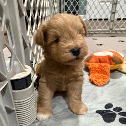 Dark red male - Wheaten male Miniature Schnauzer puppy in Forest, Virginia from Prestige Kennel LLC