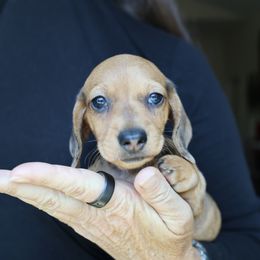 Sprout - Dapple male Dachshund puppy in Prunedale, California from Tiny Teckels Miniature Dachshunds