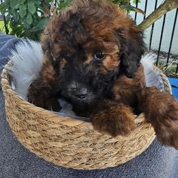 Goldendoodle Puppies from We R Mini Doodles