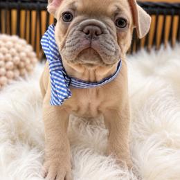 Ice T - Blue fawn male French Bulldog puppy in Minneapolis, Minnesota from Flyazz Frenchies Kennels