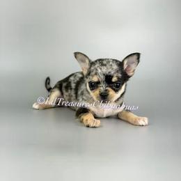 Rochelle - Merle female Chihuahua puppy in Anderson, South Carolina from Lil Treasures Chihuahuas