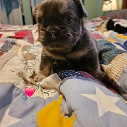 Christopher - Blue fawn male French Bulldog puppy in Bend, Oregon from High Lakes Frenchies