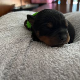 Rottweiler Puppies from Thistle Wild Rottweilers