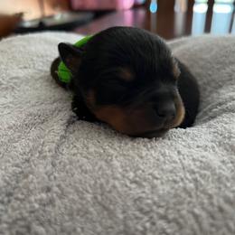 Rottweiler Puppies from Thistle Wild Rottweilers