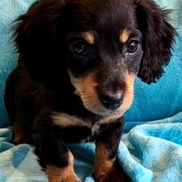 Dachshund Puppies from Tracy's Puppy Club