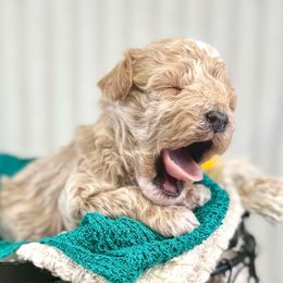 Yellow collar boy - Apricot male Poodle puppy in Crete, Illinois from Plum Valley Pups
