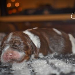 Girl 5 - Brown white and tan female Cocker Spaniel puppy in Myerstown, Pennsylvania from The Cocker Cingdom