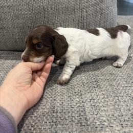 Uno - Piebald male Dachshund puppy in Dallas, Texas from Texas Mini Dachshunds & Dobermans