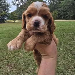 Brody - Red male Cocker Spaniel puppy in Florence, South Carolina from Reddick's American Cocker Spaniels