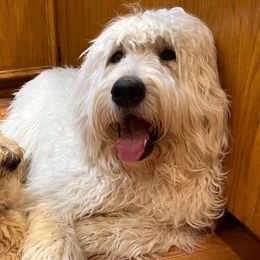 Goldendoodles from Merry R Goldendoodles
