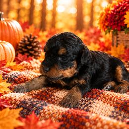 Praline - Black and tan female Cavapoo puppy in Myrtle Beach, South Carolina from Colorful-K9'S