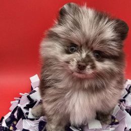Castor - Pomeranian puppy from RoyalRarity's Poms & Enrichment