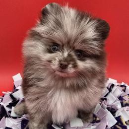 Castor - Pomeranian puppy from RoyalRarity's Poms & Enrichment
