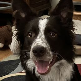 Border Collies from Spotted Feather Farm