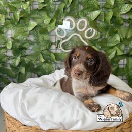 Asha (CKC) - Piebald female Dachshund puppy in Ocala, Florida from The Wiener Family