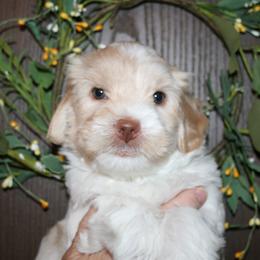 Australian Labradoodle Puppies from Windsor Creek Labradoodles