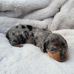 AKC Tiramisu - Dapple female Dachshund puppy in Texarkana, Arkansas from Pasta Pups Miniature Dachshunds