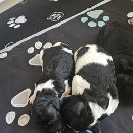 Goldendoodle, Poodle, and Schnoodle Puppies from Gaga's Doodles