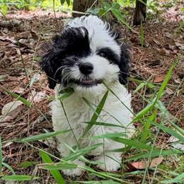 Charles - Black and white male Cavapoo puppy in Oak Island, North Carolina from Carolina Cavapoo Puppies