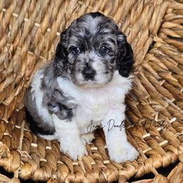Captain Hook - Merle male Cockapoo puppy in Cleveland, Georgia from Jam's Doodles And Poodles
