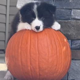 Girl 1 - Black female Border Collie puppy in Dunn, North Carolina from Coylety Border Collies
