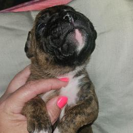 LIGHT BLUE COLLAR- Brindle Black Mask - Brindle female Boxer puppy in Gloucester, Virginia from Keen Boxers