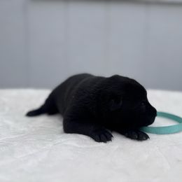 Male light blue - Black sable male Belgian Malinois puppy in Russellville, Kentucky from KCK9