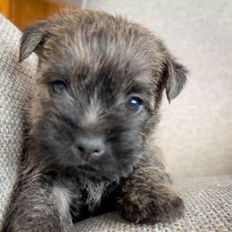 Oliver - Brindle male Cairn Terrier puppy in St. Joseph, Missouri from Stone & Thistle Cairn Terriers
