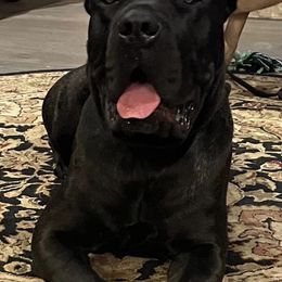 Cane Corso from Big Thunder Cane Corso