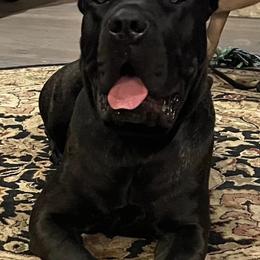 Cane Corso from Big Thunder Cane Corso