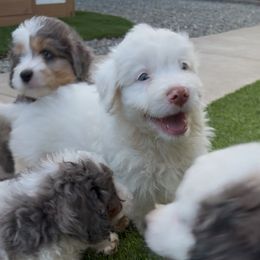 Noodle - Brown and white male Bernedoodle puppy in Lodi, California from Olive Hugs & Doodles