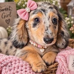 Miss. Dk. Pink-4600 - Dapple female Dachshund puppy in Sparr, Florida from From the Heart Doxies