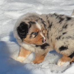Australian Shepherds from Painted Pup Australian Shepherds
