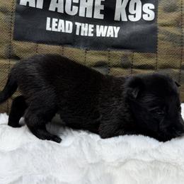 Zara - Black brindle female Dutch Shepherd puppy in Watertown, Connecticut from APACHEK9